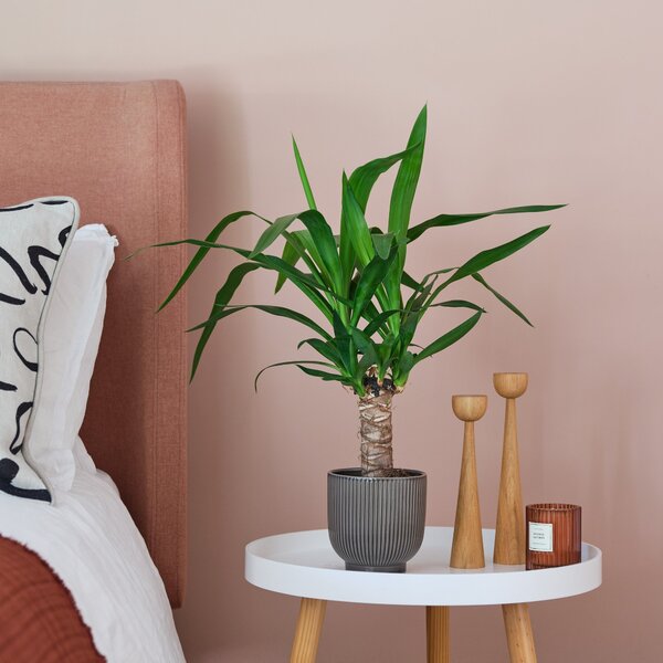 Yucca House Plant in Ribbed Pot Ceramic Grey