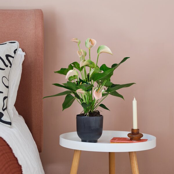 Peach Anthurium House Plant in Ribbed Pot Ceramic Navy