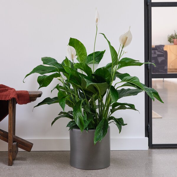 Peace Lily House Plant in Pot Earthenware Dark Grey