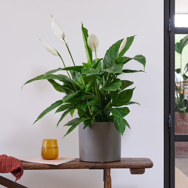Peace Lily House Plant in Pot Earthenware Dark Grey