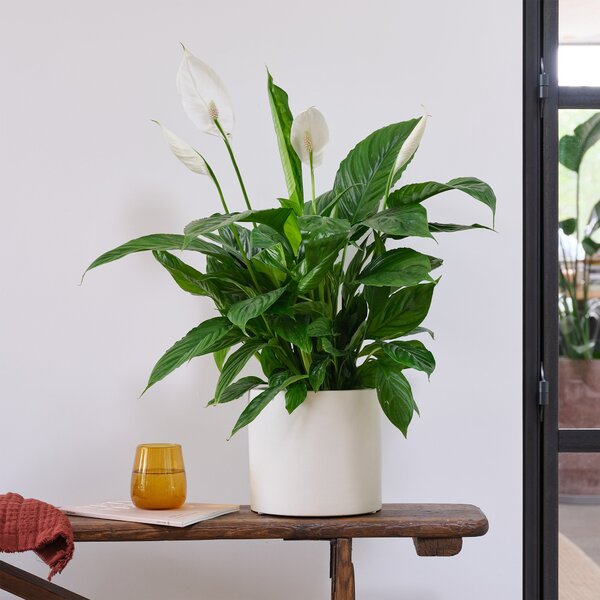 Peace Lily House Plant in Earthenware Pot Earthenware Oyster