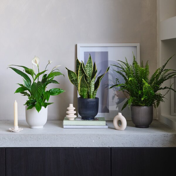 Air Purifying Potted House Plant Bundle MultiColoured