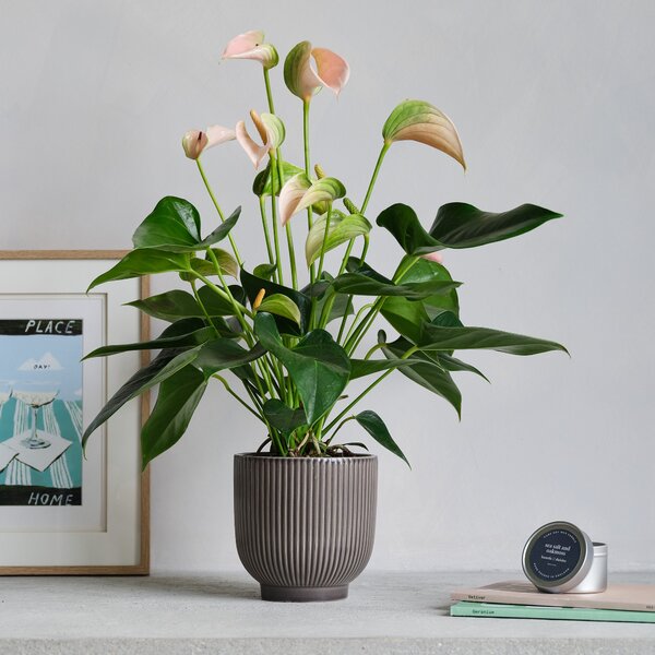 Peach Anthurium Potted House Plant and Candle Bundle Ceramic Grey