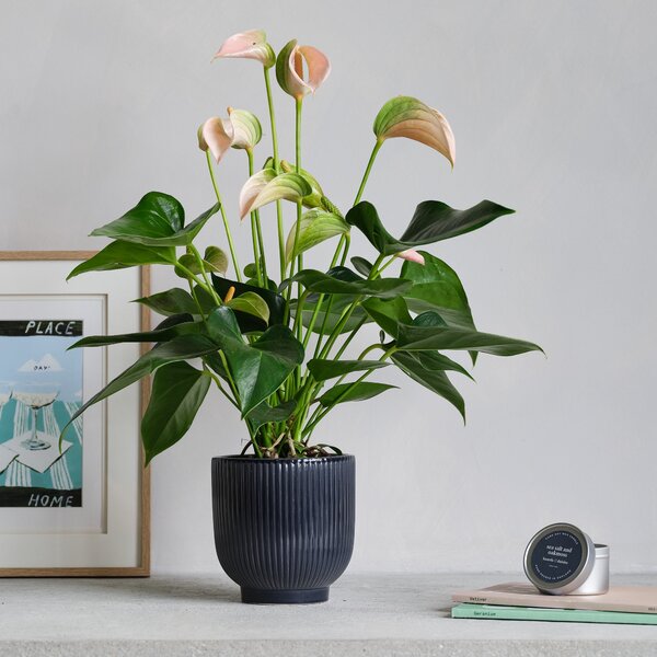 Peach Anthurium Potted House Plant and Candle Bundle Ceramic Navy