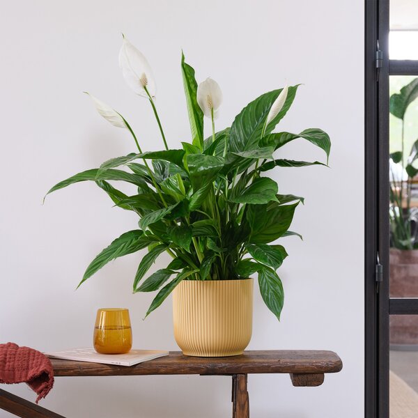 Peace Lily House Plant in Elho Pot Plastic Yellow