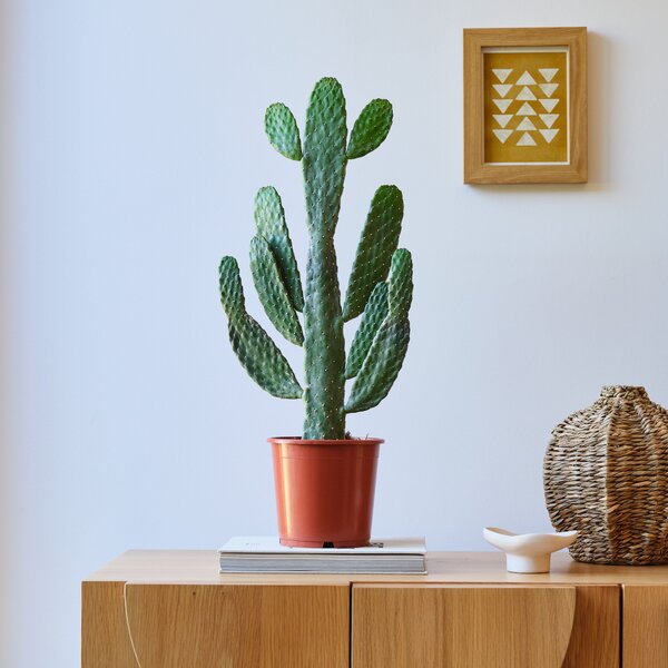 Cowboy Cactus House Plant Brown