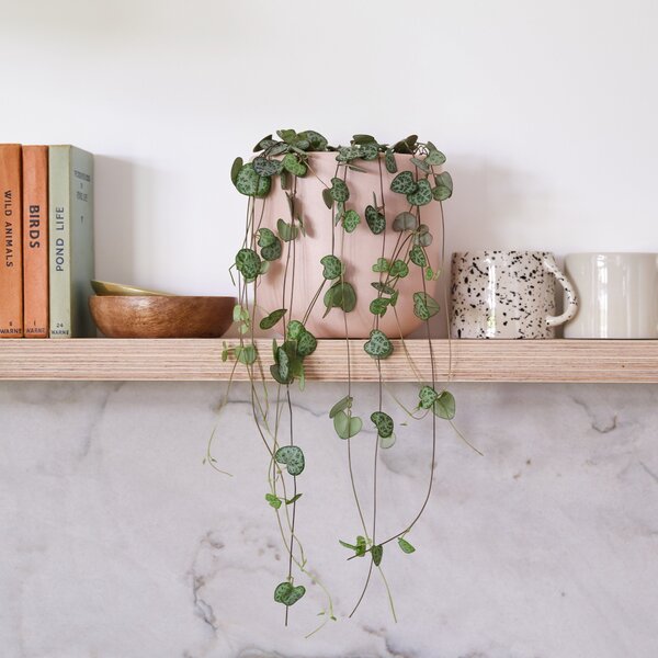 String Of Hearts House Plant in Pot Earthenware Pink