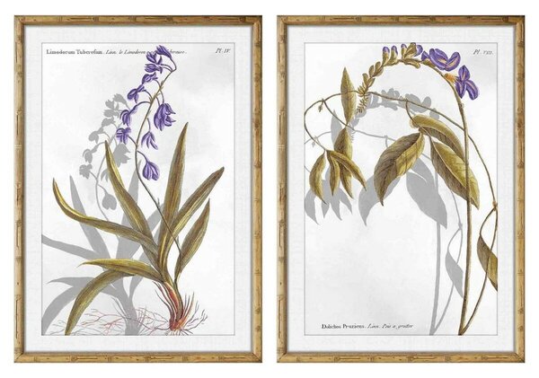 Painting DKD Home Decor 50 x 2 x 70 cm Modern Botanical plants (2 Units)