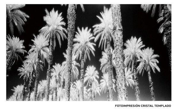 Canvas Palms 120 x 4 x 70 cm Palm tree