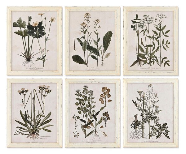 Painting Home ESPRIT Shabby Chic Botanical plants 40 x 1,5 x 50 cm (6 Units)