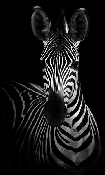 Photography The Zebra, WildPhotoArt