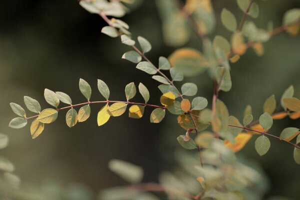 Photography Colorful leaves, Goxi