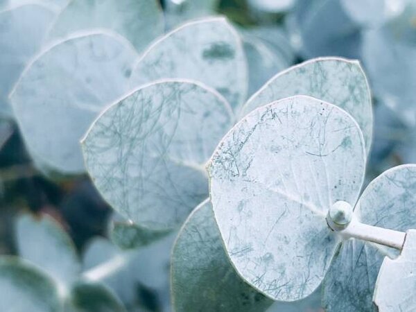 Photography Australian Blue Gum Leaves, lynnebeclu