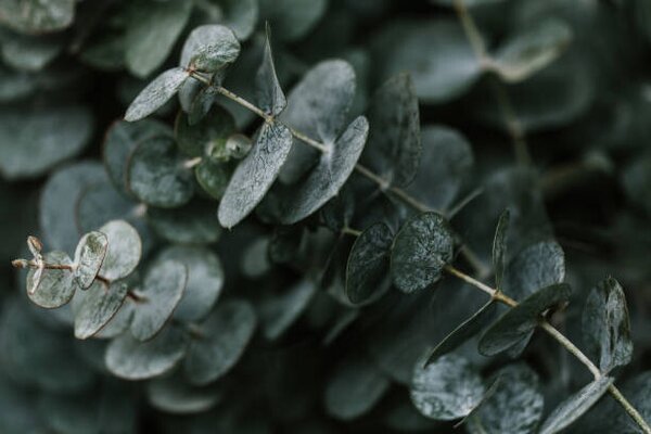 Photography Close up of nature flowers, GabrielPevide