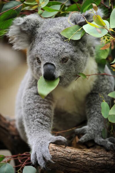 Photography young koala, Freder