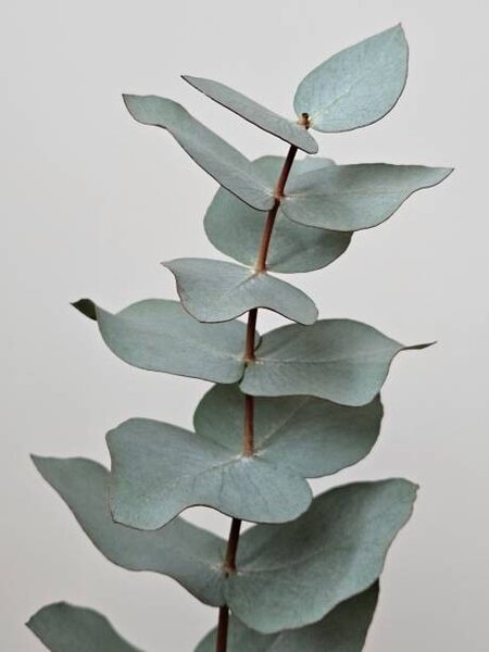 Photography Close-up Of Eucalyptus Gunnii Leaves, Dexter