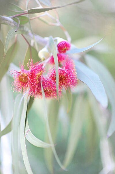 Photography Flowering eucalyptus trees, Sharon Lapkin