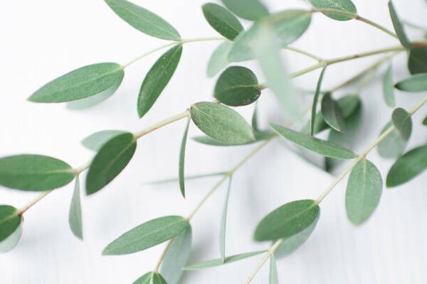 Photography Beautiful sprig of eucalyptus on a, Vitalii Abakumov