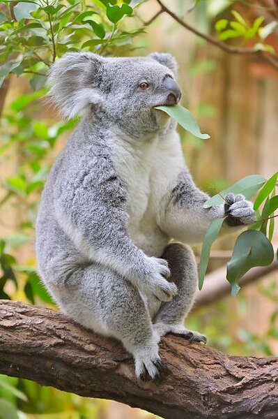 Photography Koala, Phascolarctos cinereus, Raimund Linke