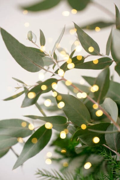 Photography Green eucalyptus branches over white background, Anna Blazhuk