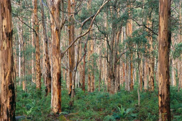 Photography Forest of Eucalyptus Trees, Grant Faint