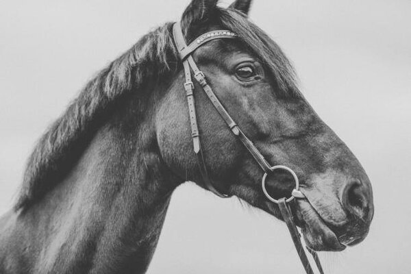 Photography Pferd Warmblut Sportpferd Portrait angeschnitten künstlerisch, Tabitha Arn