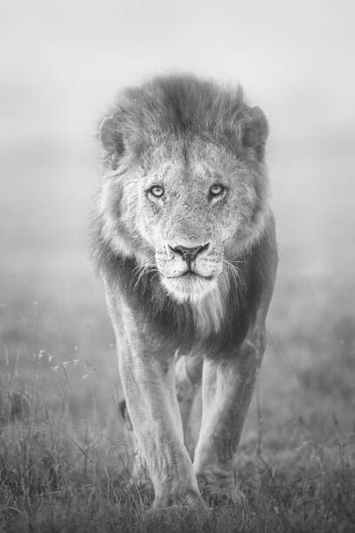 Photography Face to Face with Male Lion, Vicki Jauron, Babylon and Beyond Photography