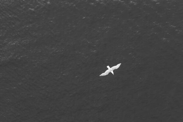 Photography High angle POV of bird flying over the ocean, Gabriel Mello