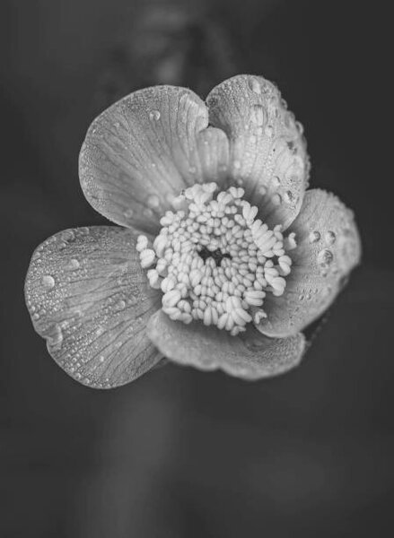 Photography Close-up of raindrops on flower, Bill Martin / 500px