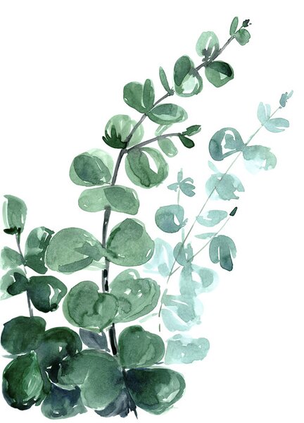 Illustration Watercolor eucalyptus bouquet, Blursbyai, (30 x 40 cm)