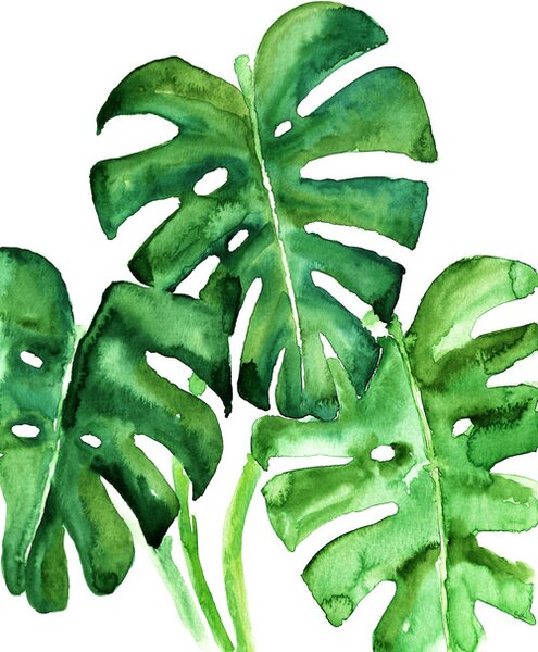 Illustration Watercolor monstera leaves, Blursbyai, (26.7 x 40 cm)