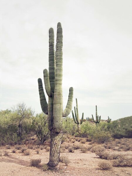 Art Photography Desert Cactus, Sisi & Seb, (30 x 40 cm)