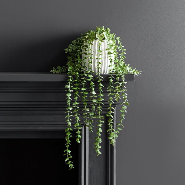 Trailing Eucalyptus in Textured Pot Green