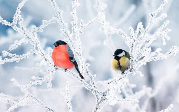 Photography two birds bullfinch and titmice sit, Nataba