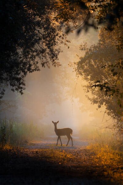 Photography See the lights,Side view of fallow, PAOLO STOPPANI / 500px