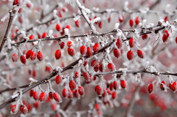 Photography branches of bush with red berries, Jana Milin