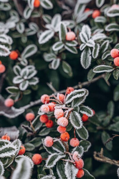 Photography A bush with red berries in, Anastasiia Voloshko