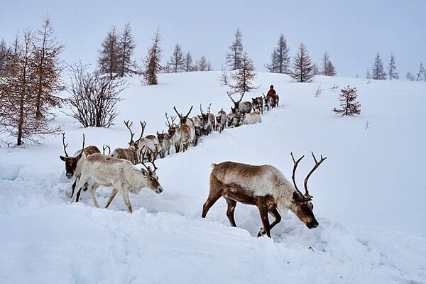 Photography Mongolia, Tsaatan, reindeer transhumance, Tuul & Bruno Morandi