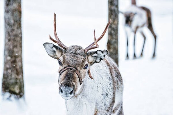 Photography Brown Reindeer in Finland at Lapland winter, RomanBabakin