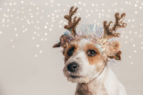 Photography Jack Russell dog wearing reindeer antlers, Olga Pankova