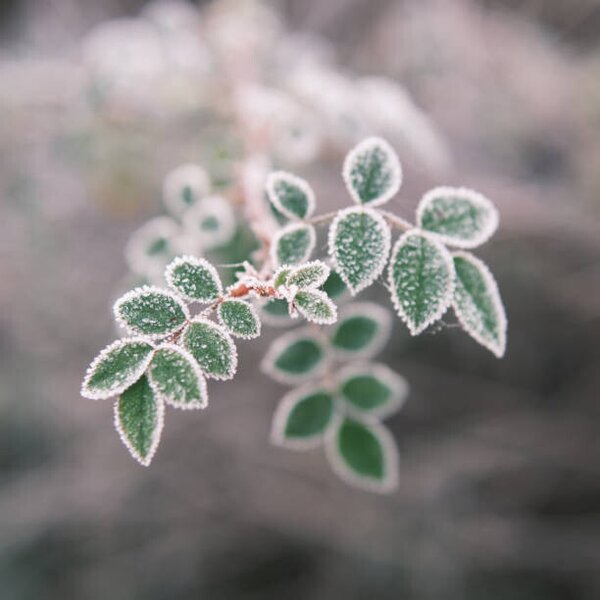 Photography Close-up of frozen plant, Giulio Donati / 500px