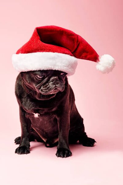 Photography Grumpy Pug Wearing a Christmas Hat, ClarkandCompany