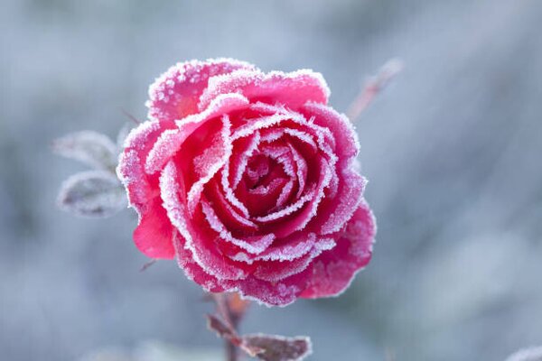 Photography Dawin's Frost, gyro