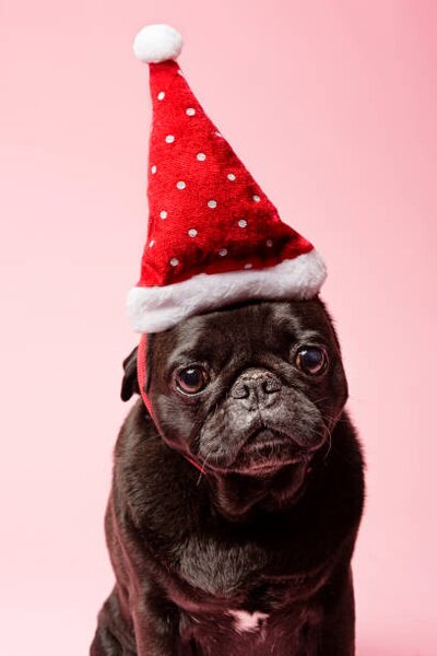 Photography Grumpy Pug Wearing a Christmas Hat, ClarkandCompany