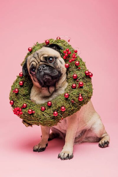 Photography Cute Tan Coloured Pug Wearing a Christmas Wreath, ClarkandCompany