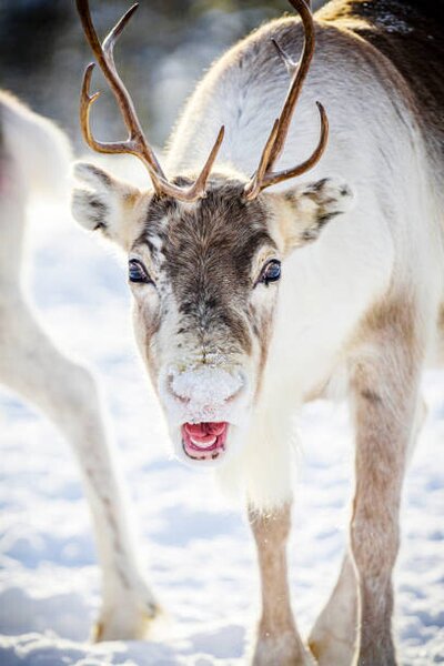 Photography Close up of reindeer in the snow, Swedish Lapland, Roberto Moiola / Sysaworld