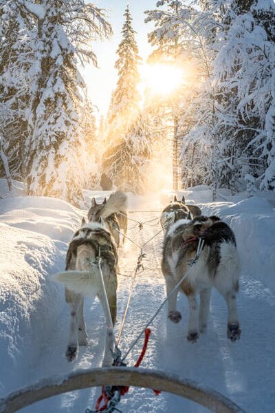 Photography Personal perspective of person dogsledding in, Roberto Moiola / Sysaworld