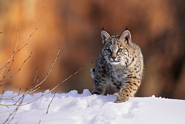 Photography Bobcat, Felis rufus, walking in snow,, Kevin Schafer