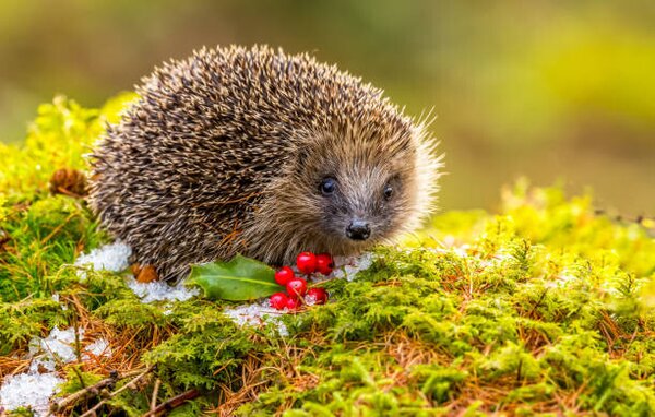 Photography Hedgehog in Winter. Wild,, Callingcurlew23