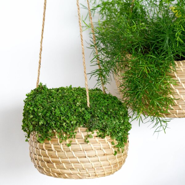 Set of 2 Seagrass Hanging Plant Pots